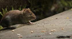 Najezda miševa u okolici Rijeke: "Ovo nisam vidio u zadnjih 40 godina"