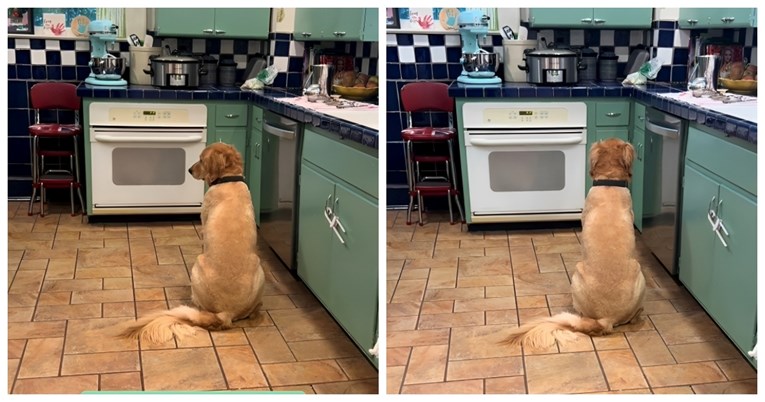 Pogledajte kako je zlatni retriver koji pati od depresije reagirao na prijateljicu