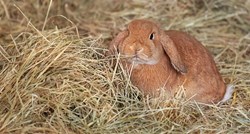 Mali zec spašen nakon što je proputovao stotine kilometara skriven u sijenu
