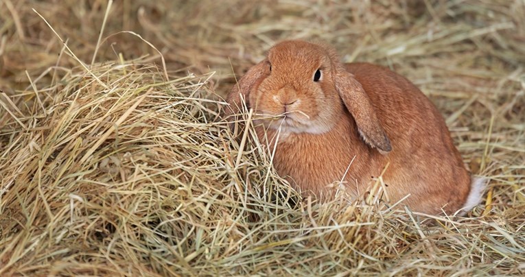 Mali zec spašen nakon što je proputovao stotine kilometara skriven u sijenu