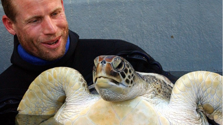 Znanstvenici u Australiji otkrili dvostruko više morskih kornjača od očekivanog