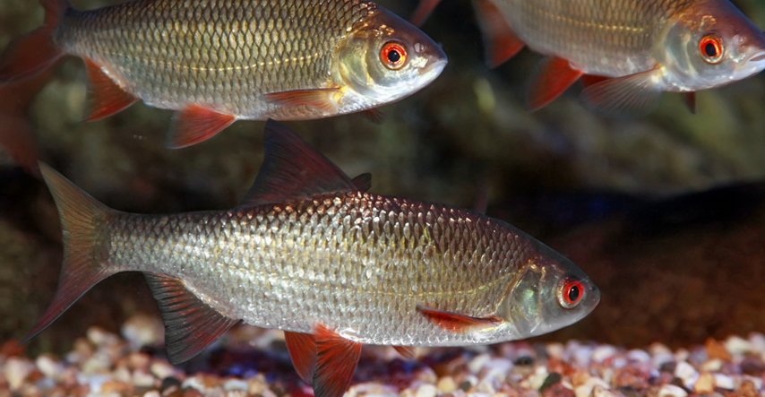 Na austrijskoj javnoj televiziji pekli ugroženu vrstu ribe, ribari su bijesni