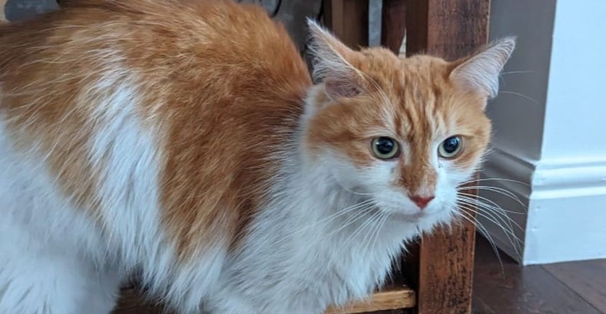 Mačak koji je nestao u Britaniji pronađen 65 kilometara od svog doma