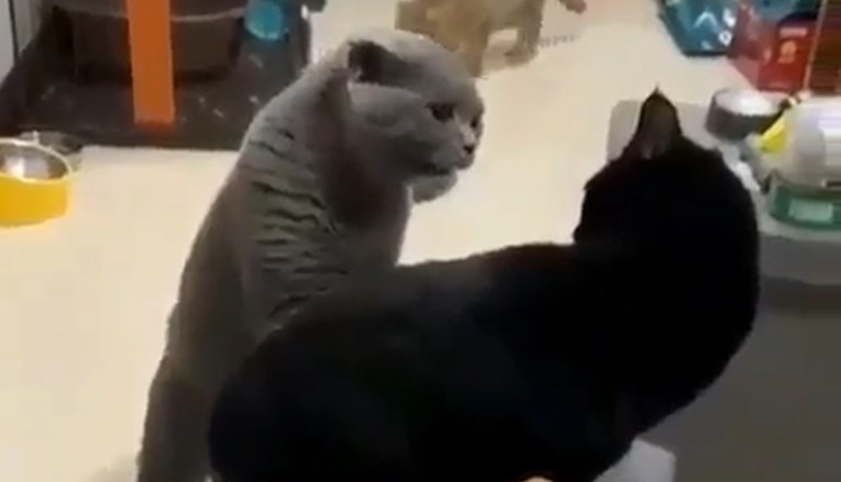 Ove dvije mačke srele su se u trgovini i započele razgovor - video je hit