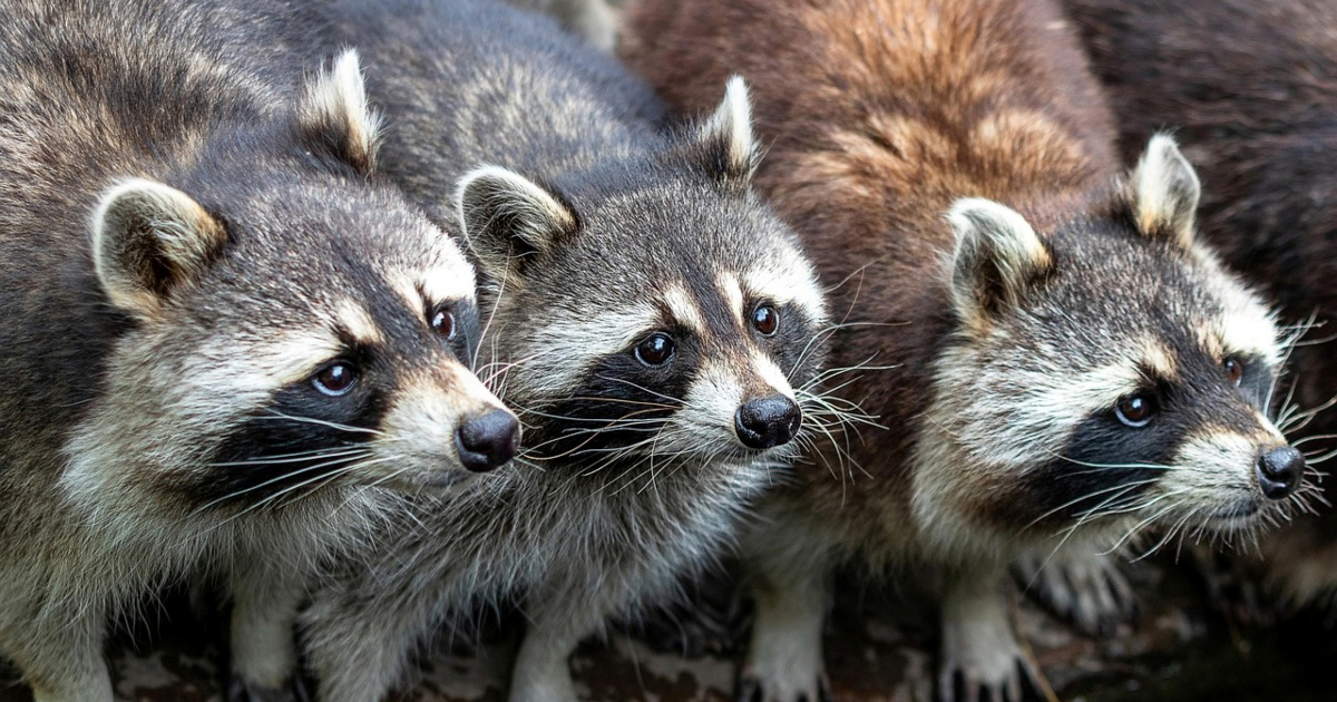 Rakuni koji žive u gradovima pokazuju prve znakove pripitomljavanja