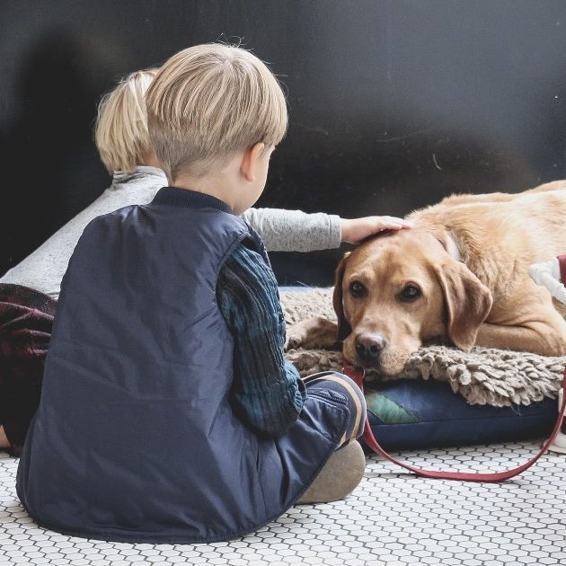 Pet najboljih velikih pasmina pasa za obitelji