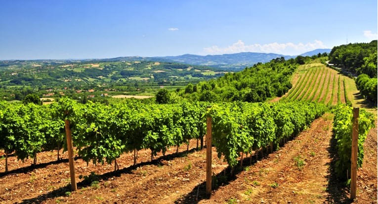 Sommelierka izdvojila najbolje nerazvikane vinske regije, jedna je u našem susjedstvu