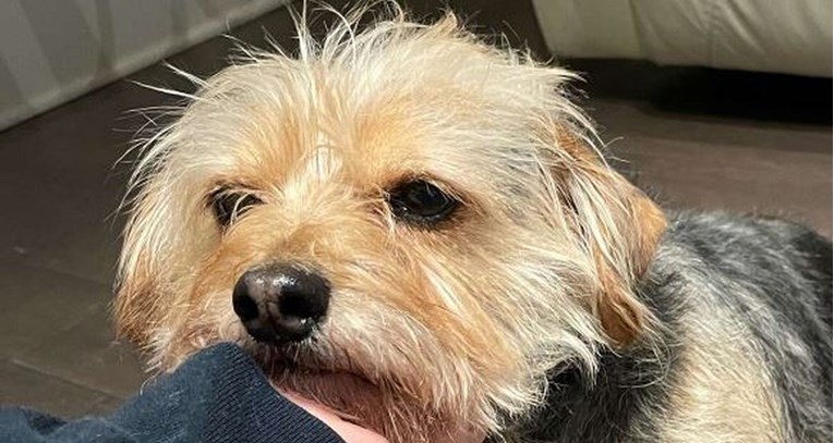 Vlasnica odlučila sama ošišati psa, on se šokirao kad je vidio rezultat