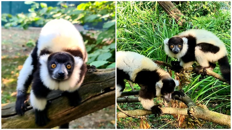 Prinove u zagrebačkom Zoološkom vrtu: Crno-bijele ljepotice oduševile Europu