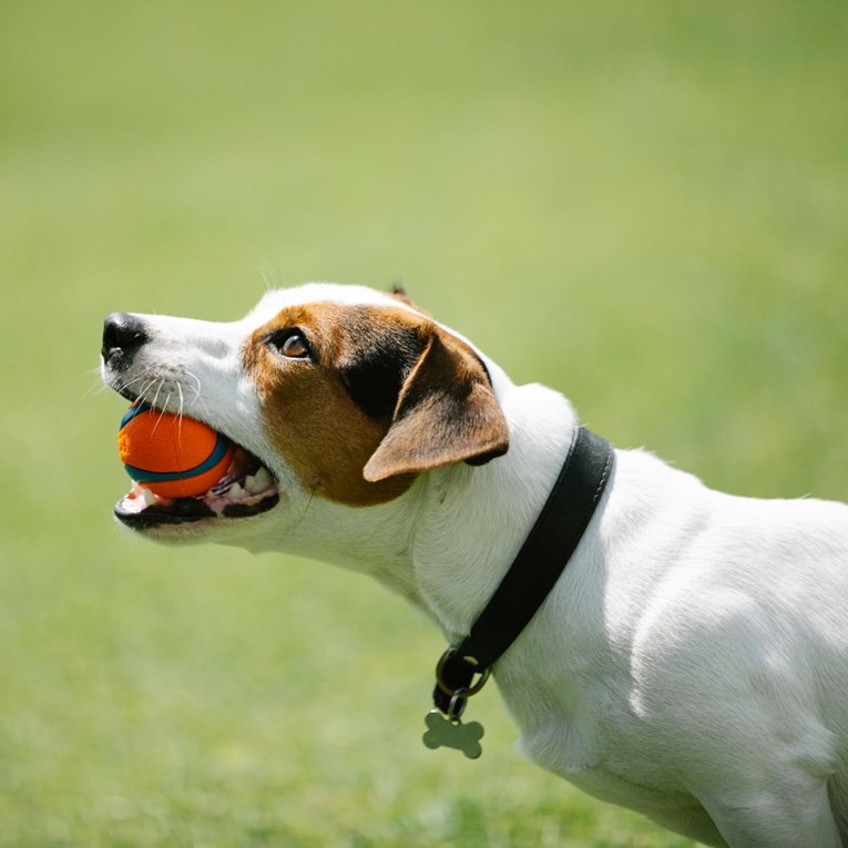 Zašto psi ignoriraju naredbe i kako to ispraviti?