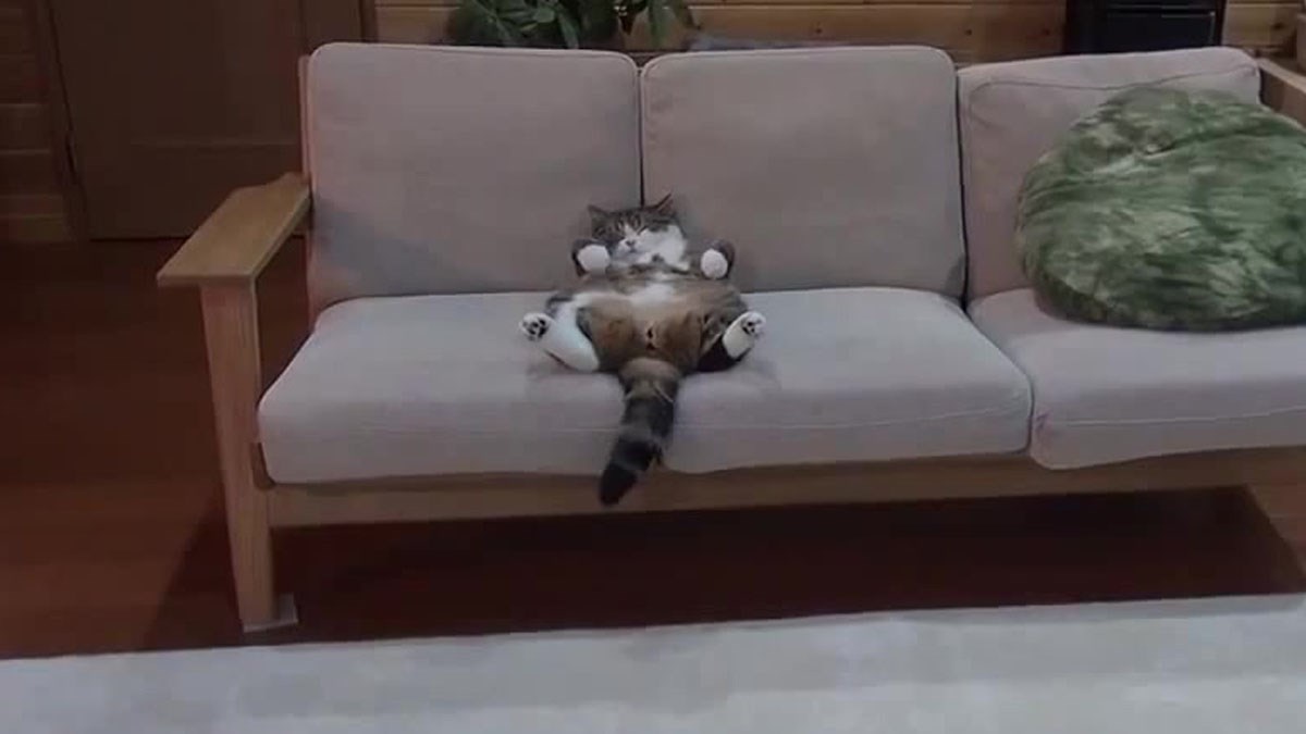 Ovo je mačak koji je ušao u Guinnessovu knjigu rekorda, saznajte razlog