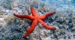 Tijela morskih zvijezda uopće nisu tijela, tvrde znanstvenici