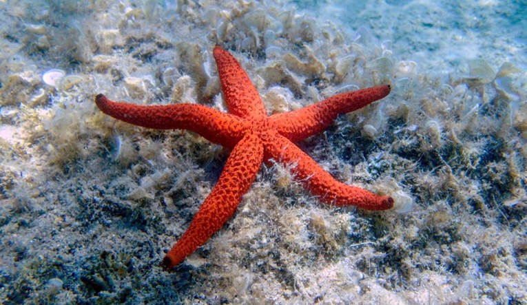 Znanstvenici: Tijela morskih zvijezda uopće nisu tijela 