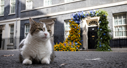 Mačak Larry najpopularniji je stanovnik ulice Downing, Britanci ga obasipaju darovima