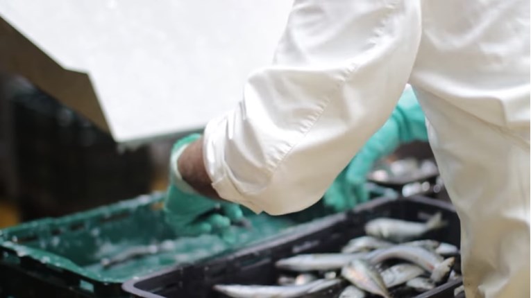 Zaraza u tvornici za preradu ribe u Hercegovini, koronavirus ima 50 radnika