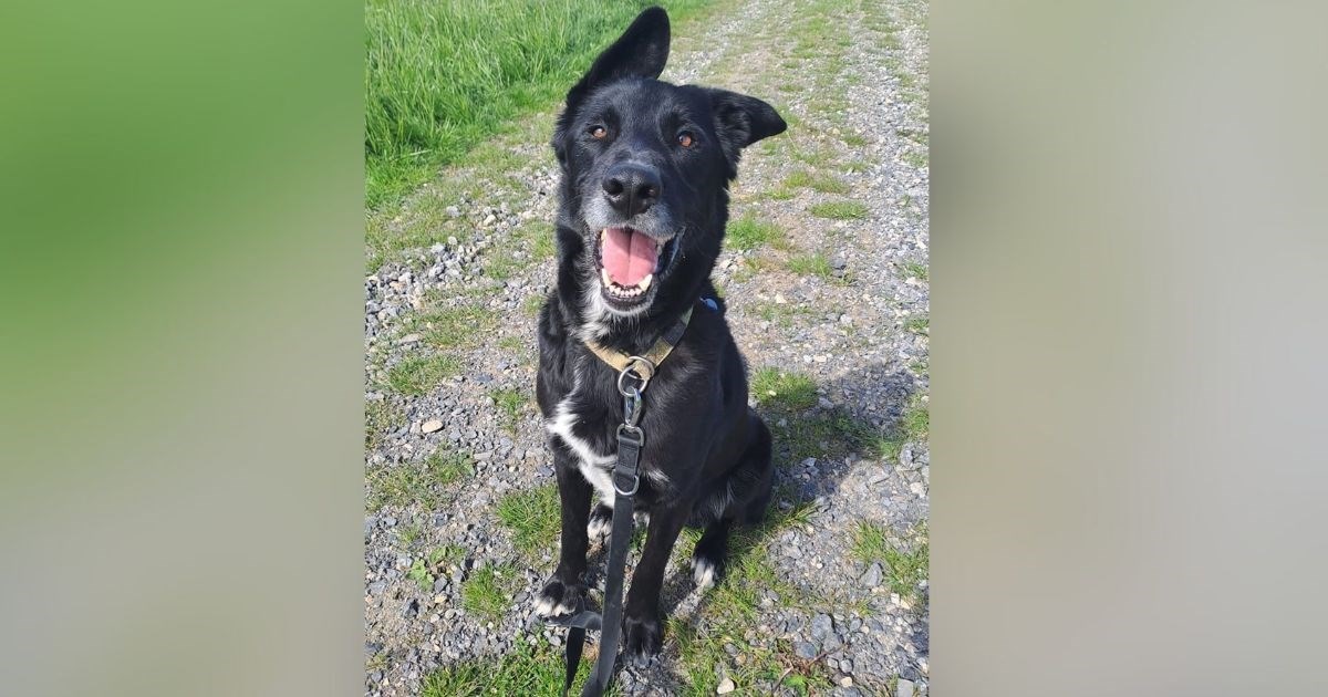 Ovaj crni ljepotan traži novi dom. Pun je energije i nada se da će ga netko udomiti