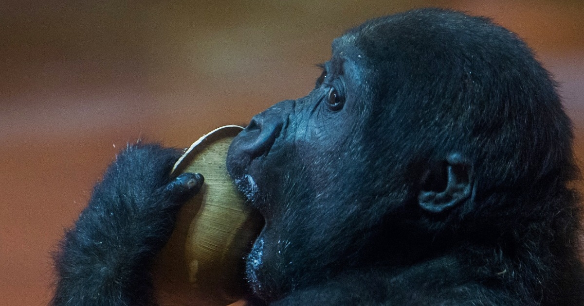 Mladunče gorile odbacila biološka mama, osoblje ZOO-a brinulo o njemu