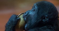 Mladunče gorile odbacila biološka mama, osoblje ZOO-a brinulo o njemu
