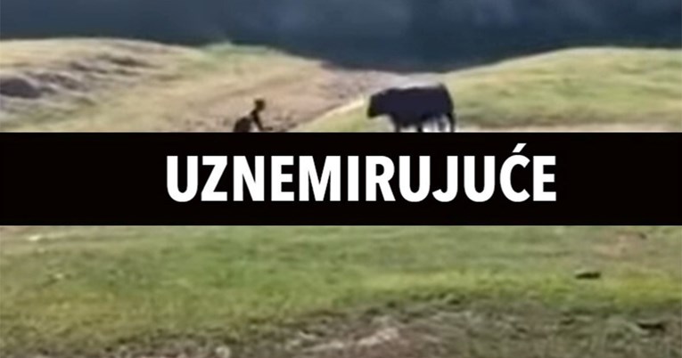 VIDEO Divlji bik usred utrke srušio biciklista pa ga nabo rogovima