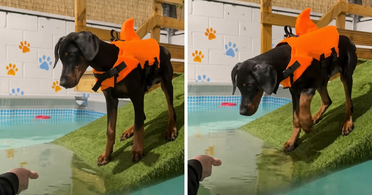 Štene dobermana umočilo šapu u bazen pa odmah požalilo svoju odluku
