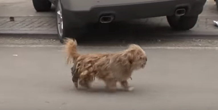 Ovaj ulični pas začudio je svakog tko ga je pokušao nahraniti