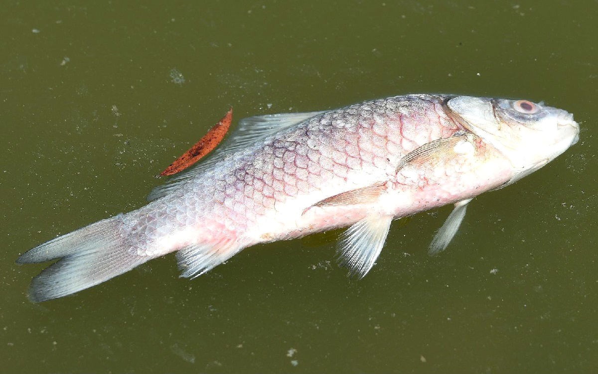 Kod Županje pomrle sve ribe. Ljudi misle da nije riječ o normalnoj pojavi