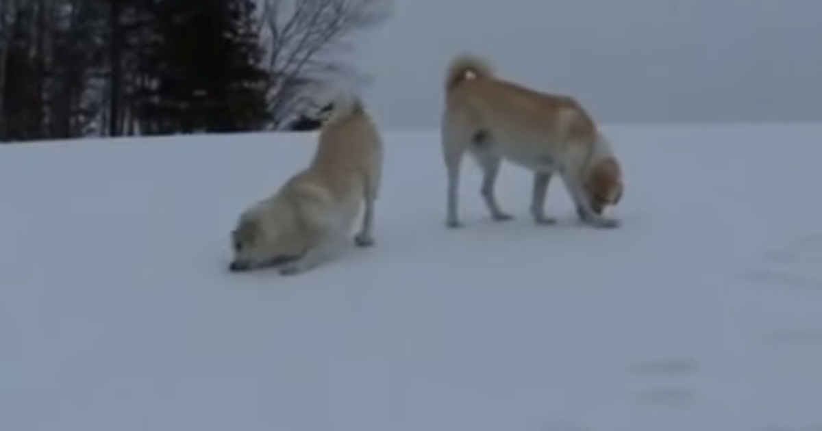 Psi čuvari u sekundi su se s igre prebacili na čuvanje imanja