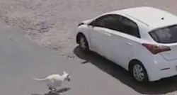 Snimka koja slama srce: Izbacila psa bez prednjih nogu iz automobila i otišla