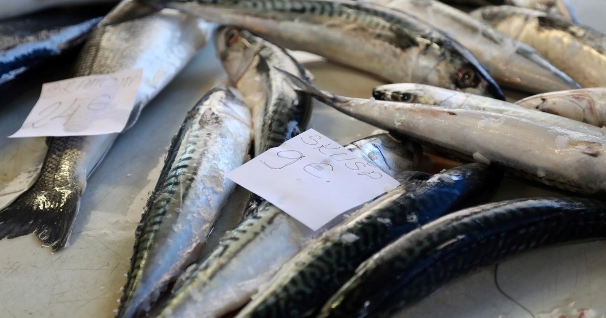 Zaboravite oradu i brancina, ovo je zanemarena riba koju nutricionisti preporučuju