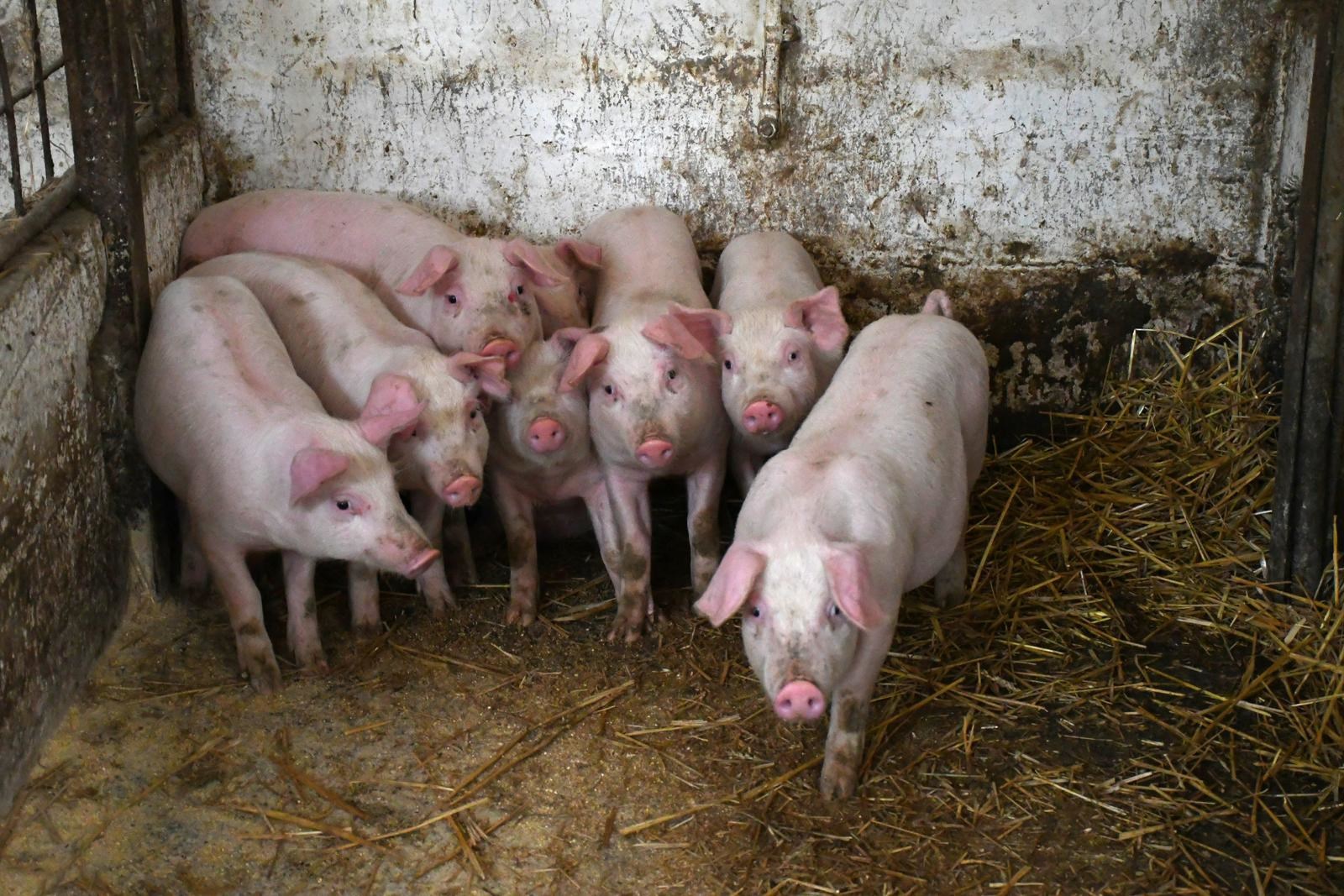 Francuska kompanija traži istragu o kineskom dodatku za stočnu hranu