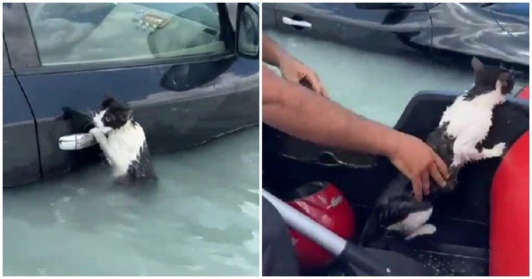 U poplavljenom Dubaiju mačka se čvrsto držala za kvaku auta. Spasili je dobri ljudi