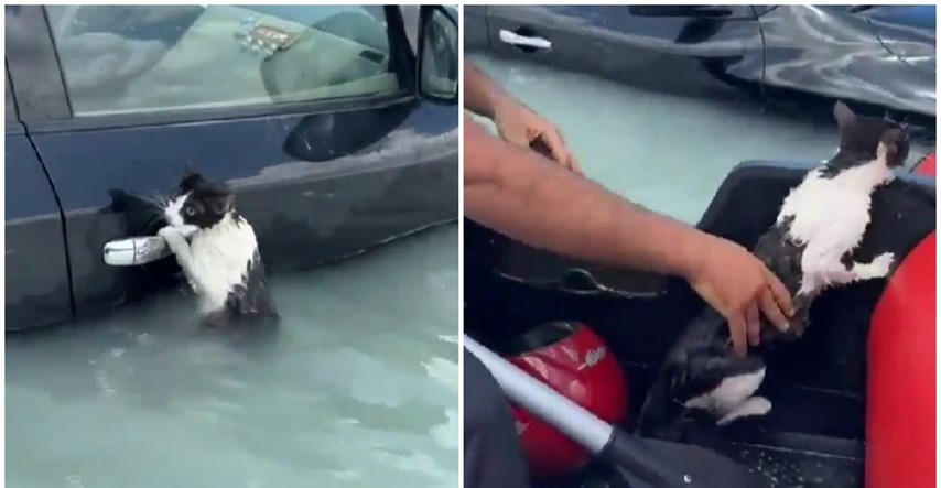 U poplavljenom Dubaiju mačka se čvrsto držala za kvaku auta. Spasili je dobri ljudi