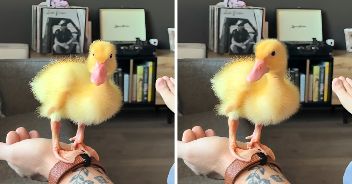 Par udomio usamljenu patkicu, pogledajte kako je umiljata 🥰