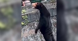 VIDEO Ovo je medvjed u Kini. Ljudi misle da je čovjek obučen u medvjeda