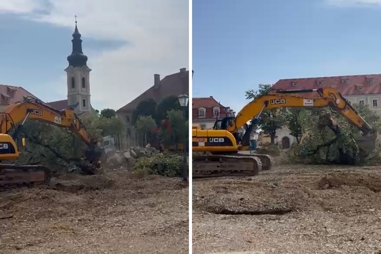 Možemo objavio snimku: "U Karlovcu ruše stoljetne lipe, uhićena aktivistica"