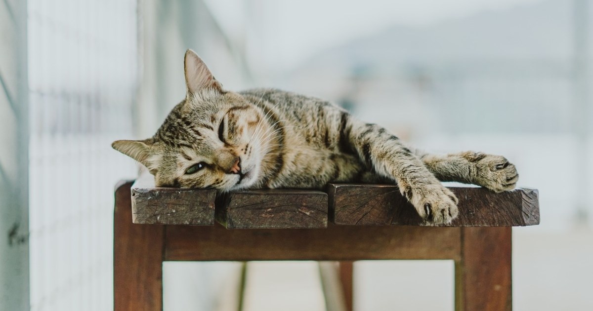 Mogu li mačke razviti demenciju?
