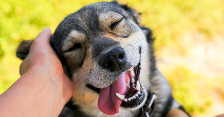 Dokazano je: Psi plaču od sreće kada se ponovno sretnu sa svojim vlasnicima