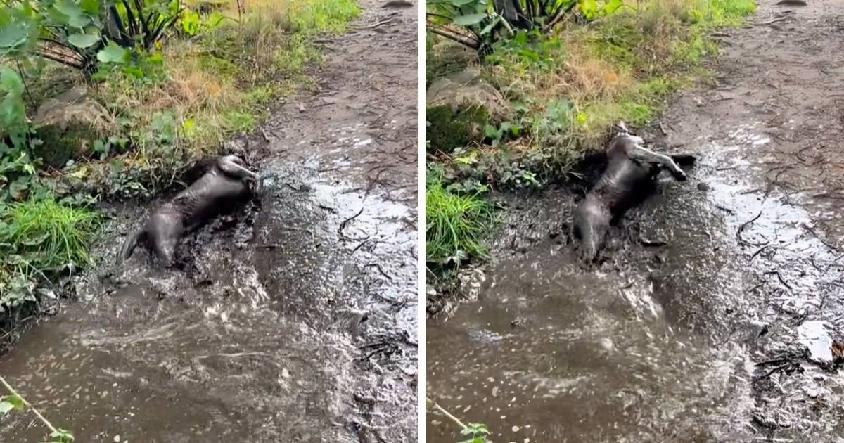 3 mil. pregleda: Ženka labradora imala šetnju za pamćenje, pogledajte igru u blatu