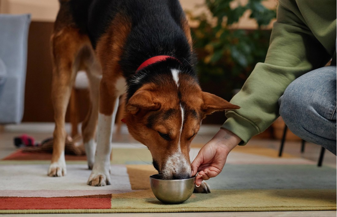 Veterinar podijelio tri jednostavna savjeta za dulji život vašeg psa