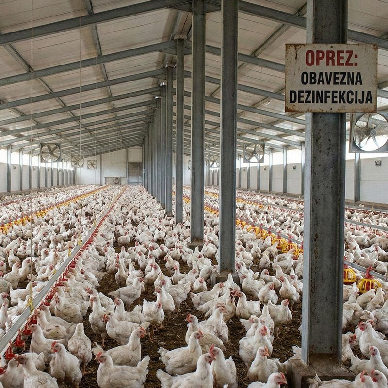 Ovo su ključni argumenti za i protiv projekta klaonice i farmi pilića kod Siska