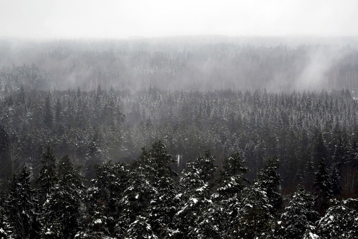 IKEA kupuje šume u Latviji i Litvi