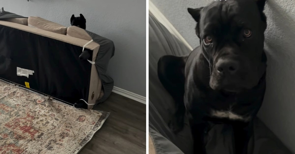 Kad se štene Cane Corsa od 45 kg zaigra, nastane... lagani kaos 😁