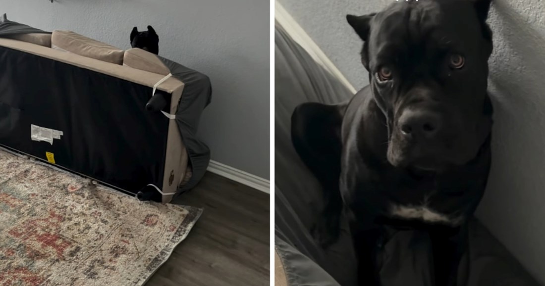 Kad se štene Cane Corsa od 45 kg zaigra, nastane... lagani kaos 😁