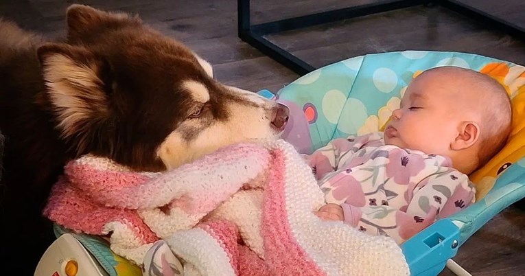 Presladak video psa koji uspavljuje bebu oduševio ljude: "Najdivnija bića na svijetu"