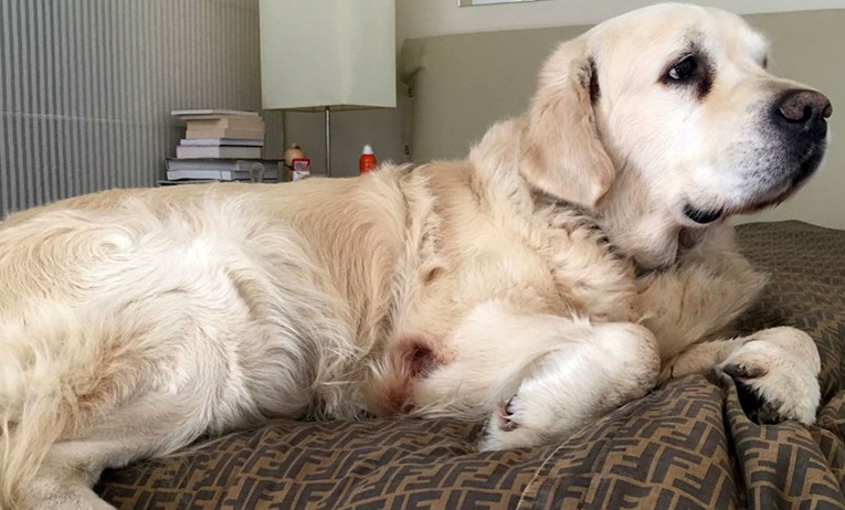 Bandićev pas spava na Fendi prekrivaču, to je samo dio luksuza u stanu