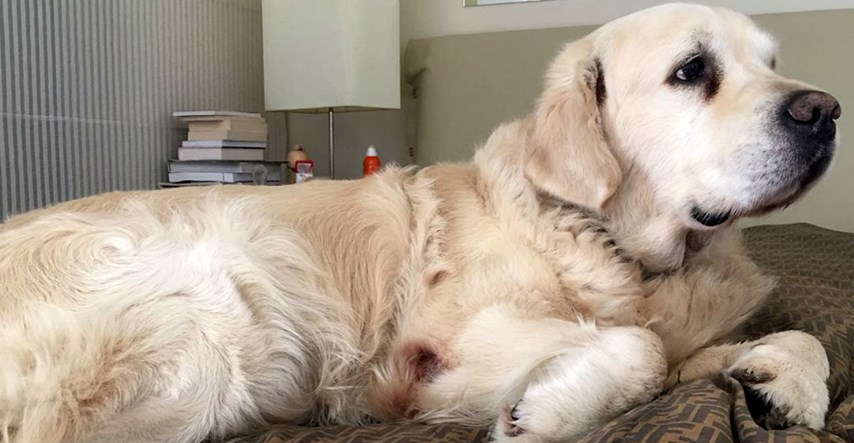 Bandićev pas spava na Fendi prekrivaču, to je samo dio luksuza u stanu