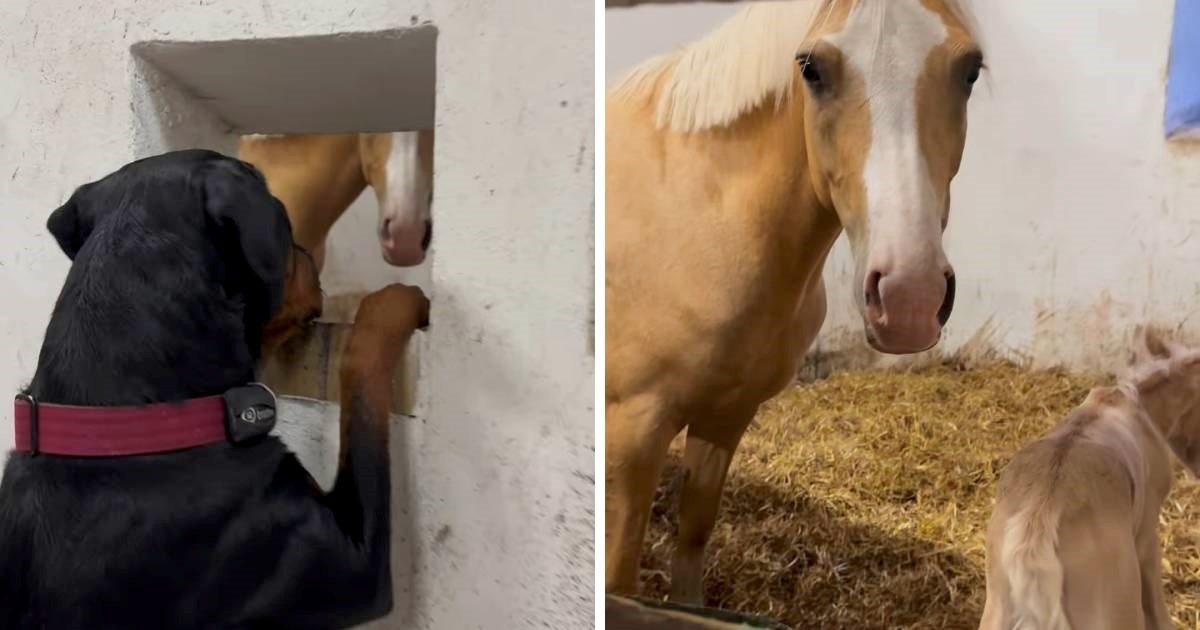 Rotvajlerica Saga opsjednuta je bebama, pogledajte njezinu reakciju na novo ždrijebe