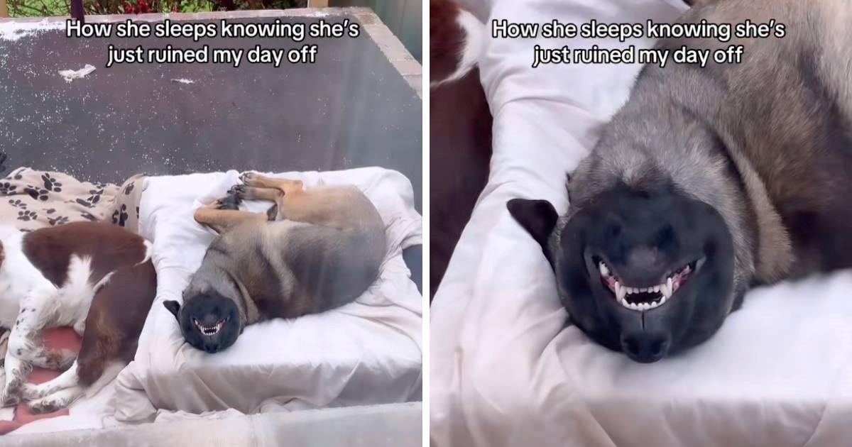 Ženka belgijskog ovčara spokojno spava nakon što je na terasi napravila pravi nered