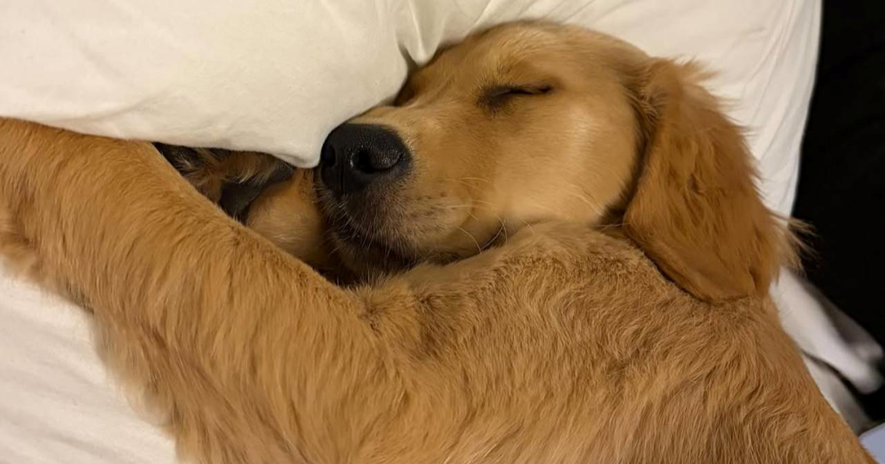 Štene zlatnog retrivera prestrašilo samo sebe lajanjem u snu, video je presladak