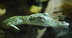 Jedanaest beba krokodila pobjeglo je iz australskog parka i nisu bezopasne